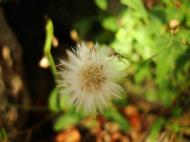 Asisbiz Tiny Flowers Daisy seeds Noosa Australia 05