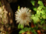 Asisbiz Tiny Flowers Daisy seeds Noosa Australia 06