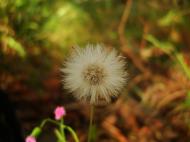 Asisbiz Tiny Flowers Daisy seeds Noosa Australia 08