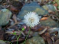 Asisbiz Tiny Flowers Daisy seeds Noosa Australia 10