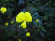 Asisbiz Tiny bush flowers Noosa National Park Qld Australia 17