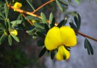 Asisbiz Tiny bush flowers Noosa National Park Qld Australia 23