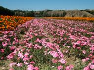 Asisbiz Flowers USA California Solvang Farms 03