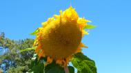 Asisbiz Philippines Baguio Sunflower 01