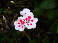 Asisbiz Spring flowers Malaney Queensland Australia 03
