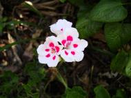 Asisbiz Spring flowers Malaney Queensland Australia 04
