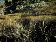 Asisbiz Grass Noosa National Park 01