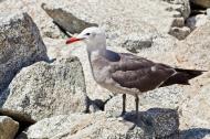 Asisbiz Heermanns Gull Larus heermanni Pebble Beach area 17 Mile Drive Monterey CA 04