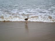Asisbiz Heron Australia Queensland Marcus Beach 03