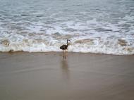 Asisbiz Heron Australia Queensland Marcus Beach 03