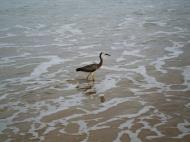 Asisbiz Heron Australia Queensland Marcus Beach 04