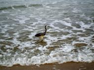 Asisbiz Heron Australia Queensland Marcus Beach 08