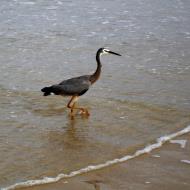 Asisbiz Heron Australia Queensland Marcus Beach 09