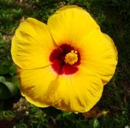 Asisbiz Hibiscus Mindoro Oriental Island Philippines 01
