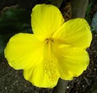 Asisbiz Hibiscus Mindoro Oriental Island Philippines 04