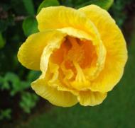 Asisbiz Hibiscus Mindoro Oriental Island Philippines 06