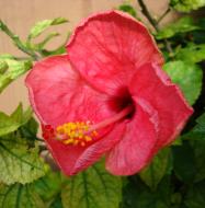 Asisbiz Hibiscus Mindoro Oriental Island Philippines 08