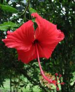Asisbiz Hibiscus Mindoro Oriental Island Philippines 15