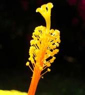 Asisbiz Hibiscus stem Mindoro Oriental Island Philippines 02