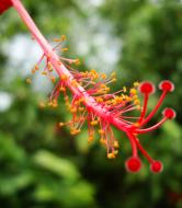 Asisbiz Hibiscus stem Mindoro Oriental Island Philippines 03