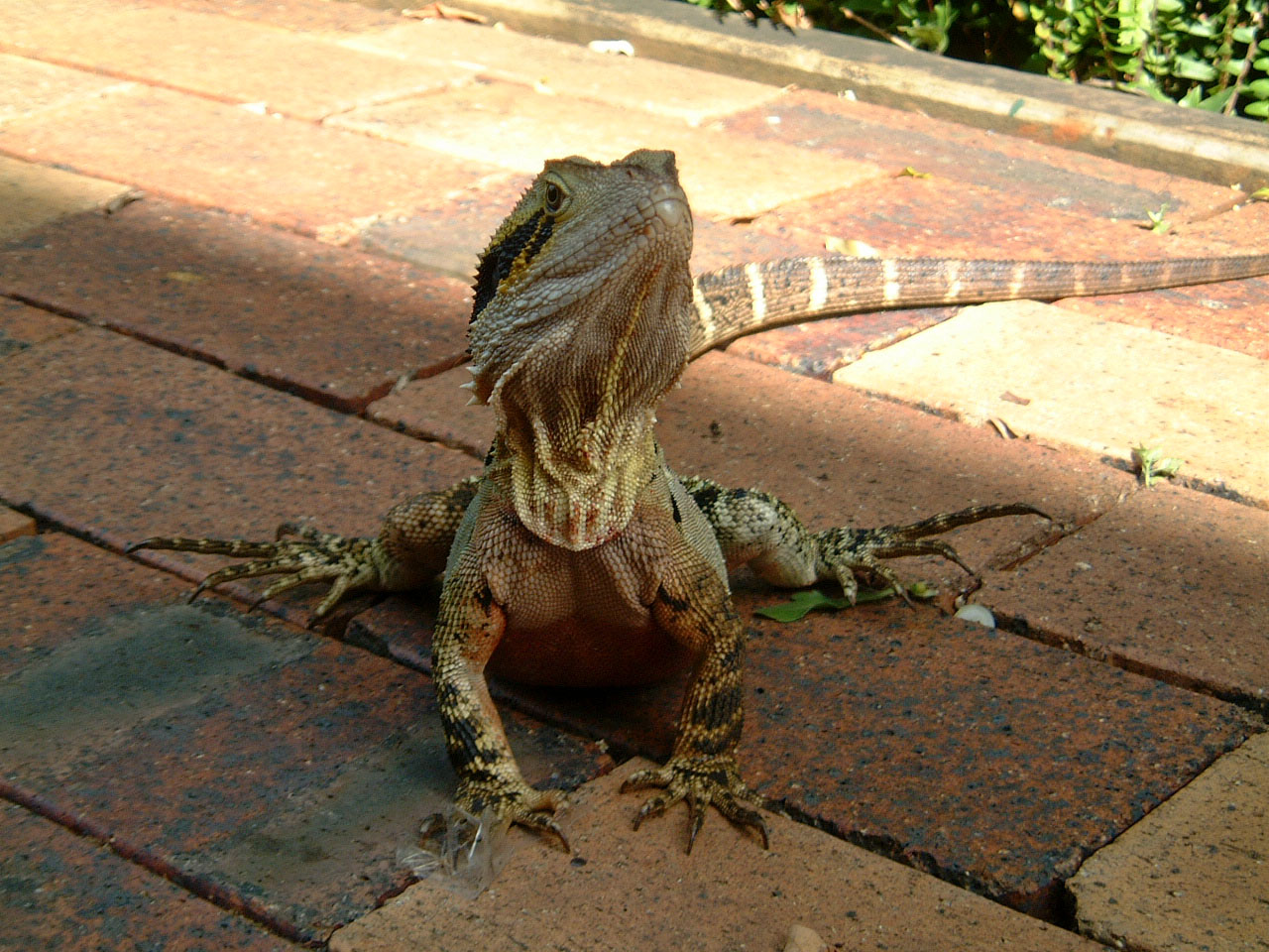 dinosaur with frilly neck