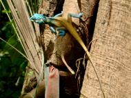 Asisbiz Lizard Myanmar Hmawbi 04
