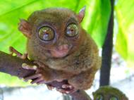 Asisbiz Monkey Philippines Cebu Worlds Smallest Monkey 01