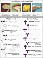 Asisbiz 0 Mushroom cap morphology 0A