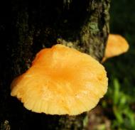 Asisbiz Medicinal fungi Ganoderma lucidum Mindoro Oriental Philippines 01