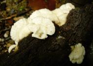 Asisbiz Medicinal fungi Ganoderma lucidum Mindoro Oriental Philippines 04