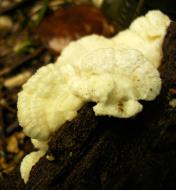 Asisbiz Medicinal fungi Ganoderma lucidum Mindoro Oriental Philippines 06