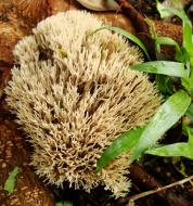 Asisbiz Medicinal fungi Ganoderma lucidum Mindoro Oriental Philippines 07