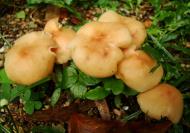 Asisbiz Medicinal fungi Ganoderma lucidum Mindoro Oriental Philippines 15
