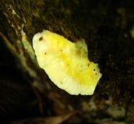 Asisbiz Medicinal fungi Ganoderma lucidum Mindoro Oriental Philippines 16