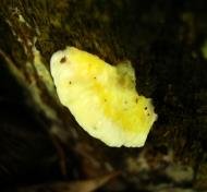Asisbiz Medicinal fungi Ganoderma lucidum Mindoro Oriental Philippines 16