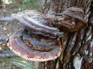 Asisbiz Medicinal fungi Ganoderma lucidum Noosa National Park 03