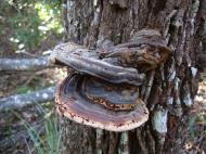 Asisbiz Medicinal fungi Ganoderma lucidum Noosa National Park 04