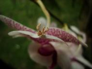 Asisbiz Bugs New Species Philippines Orchid Beattle 01
