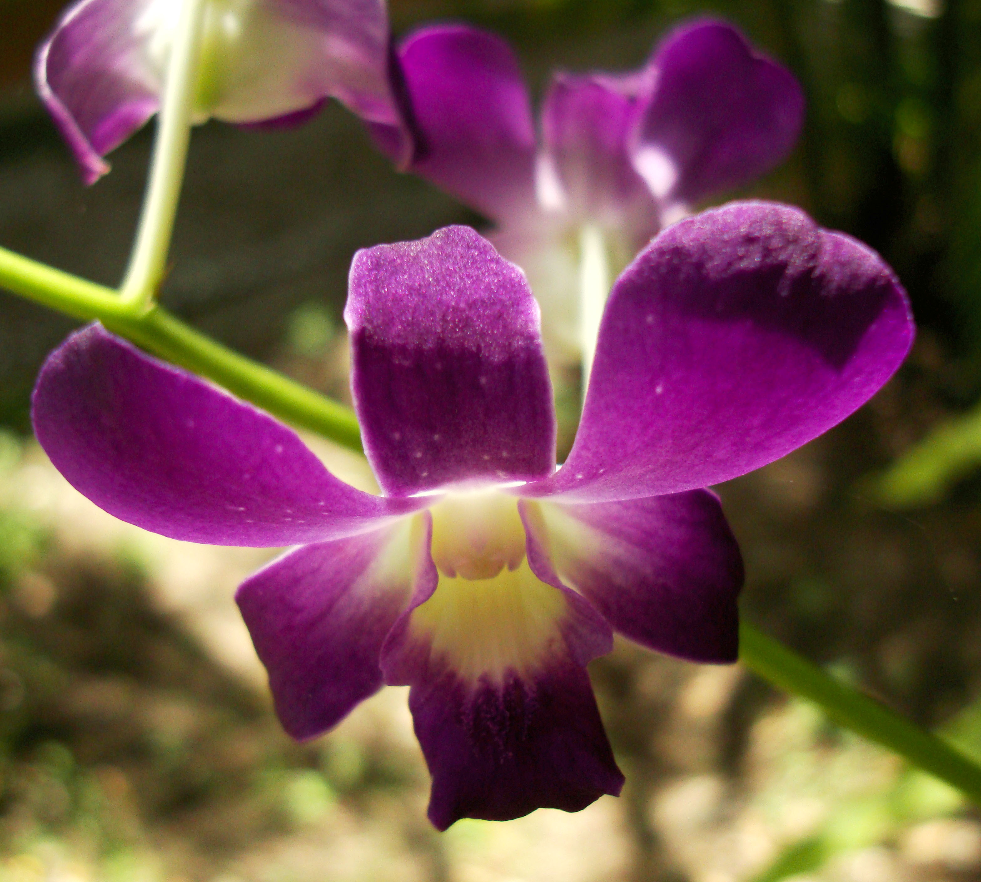 Asisbiz Orchids Soliman Paraiso gardens Tabinay Mindoro Oriental ...