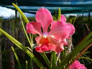 Asisbiz Orchid farm Moal Boal Cebu Philippine 17