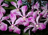 Asisbiz Orchid farm Moal Boal Cebu Philippine 33