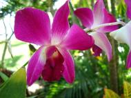 Asisbiz Orchids Soliman Paraiso gardens Tabinay Mindoro Oriental Philippine 003