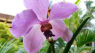 Asisbiz Orchids Soliman Paraiso gardens Tabinay Mindoro Oriental Philippine 006