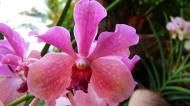 Asisbiz Orchids Soliman Paraiso gardens Tabinay Mindoro Oriental Philippine 012