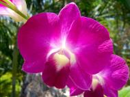 Asisbiz Orchids Soliman Paraiso gardens Tabinay Mindoro Oriental Philippine 015