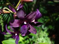 Asisbiz Orchids Soliman Paraiso gardens Tabinay Mindoro Oriental Philippine 016