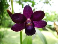 Asisbiz Orchids Soliman Paraiso gardens Tabinay Mindoro Oriental Philippine 017