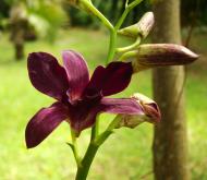 Asisbiz Orchids Soliman Paraiso gardens Tabinay Mindoro Oriental Philippine 021