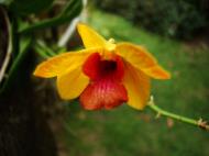 Asisbiz Orchids Soliman Paraiso gardens Tabinay Mindoro Oriental Philippine 033