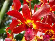 Asisbiz Orchids Soliman Paraiso gardens Tabinay Mindoro Oriental Philippine 055